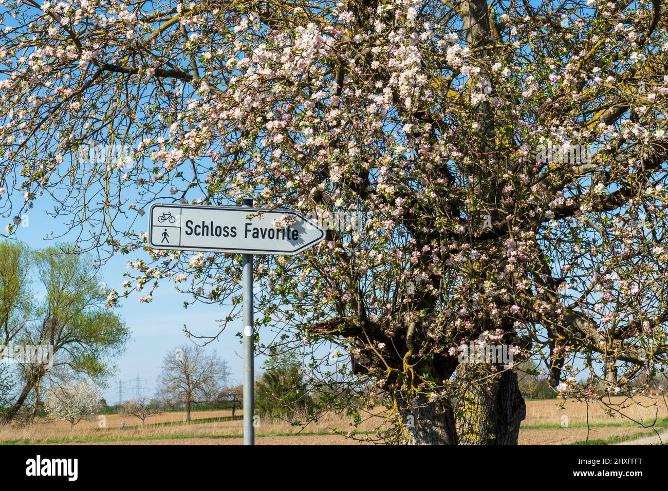 Hinweisschild mit Fahrrad und Fußgänger und Schloss Favorite, im Hintergrund Kirschblüten Stock Photo