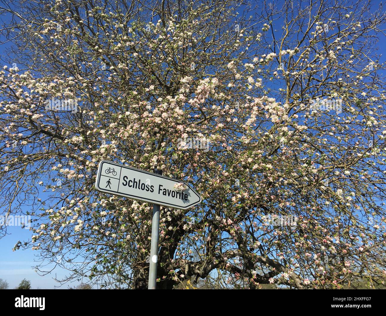 Hinweisschild mit Fahrrad und Fußgänger und Schloss Favorite, im Hintergrund Kirschblüten Stock Photo