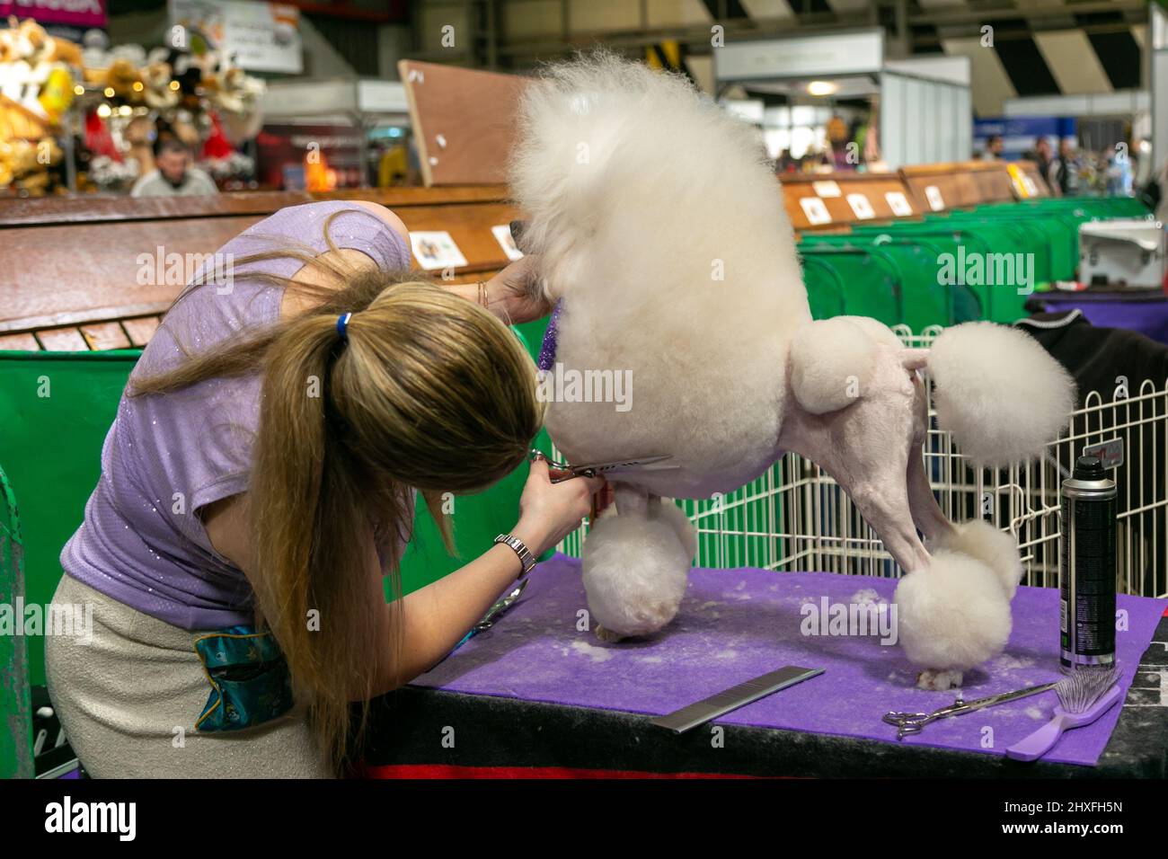 Groomed poodle dog at Crufts Dog Show 2022 Stock Photo