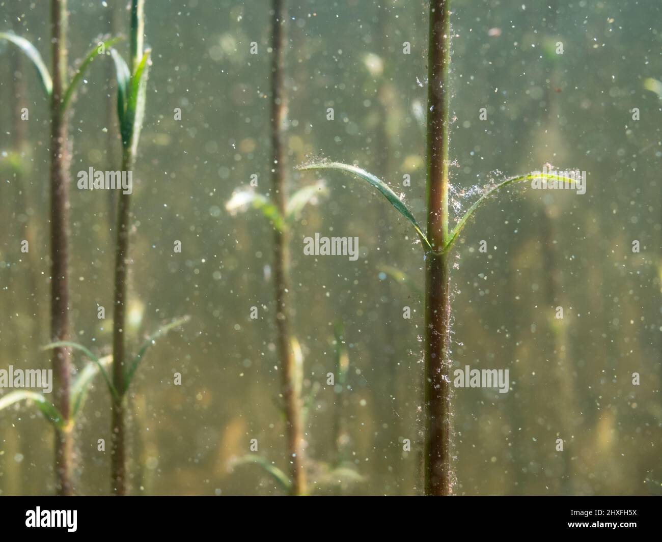 Underwater stems and leaves of tufted loosestrife aquatic plant Stock Photo