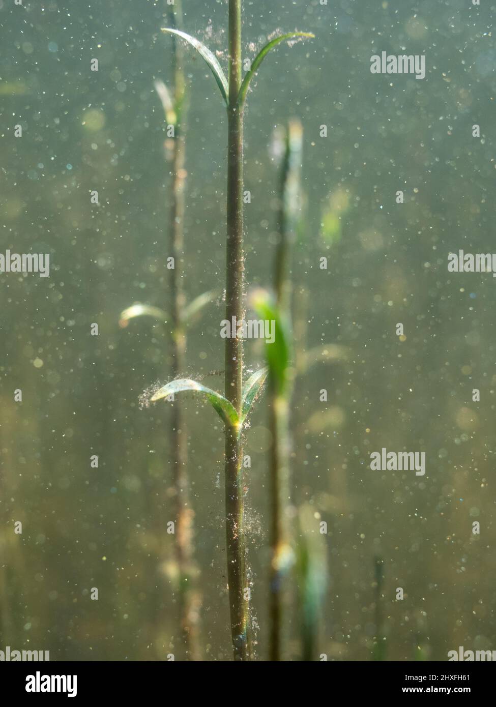 Underwater stems and leaves of tufted loosestrife aquatic plant Stock Photo