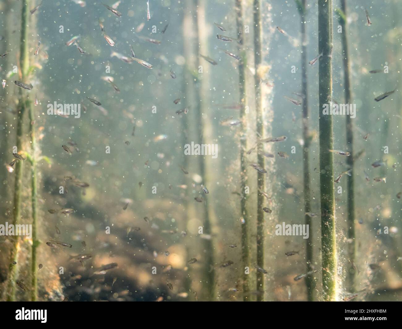 Common roach fish fry swimming among water plants Stock Photo
