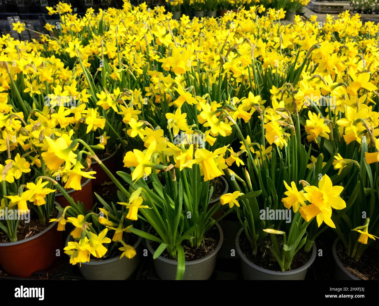 Daffodils Tete a Tete Narcissus plants for sale Stock Photo Alamy