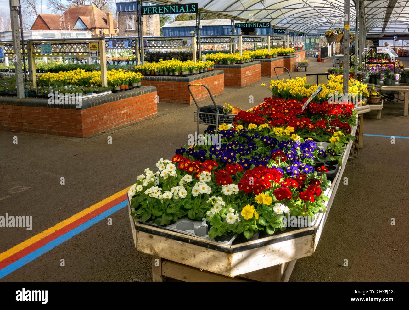 Trays of Primroses for sale at garden centre, UK Stock Photo