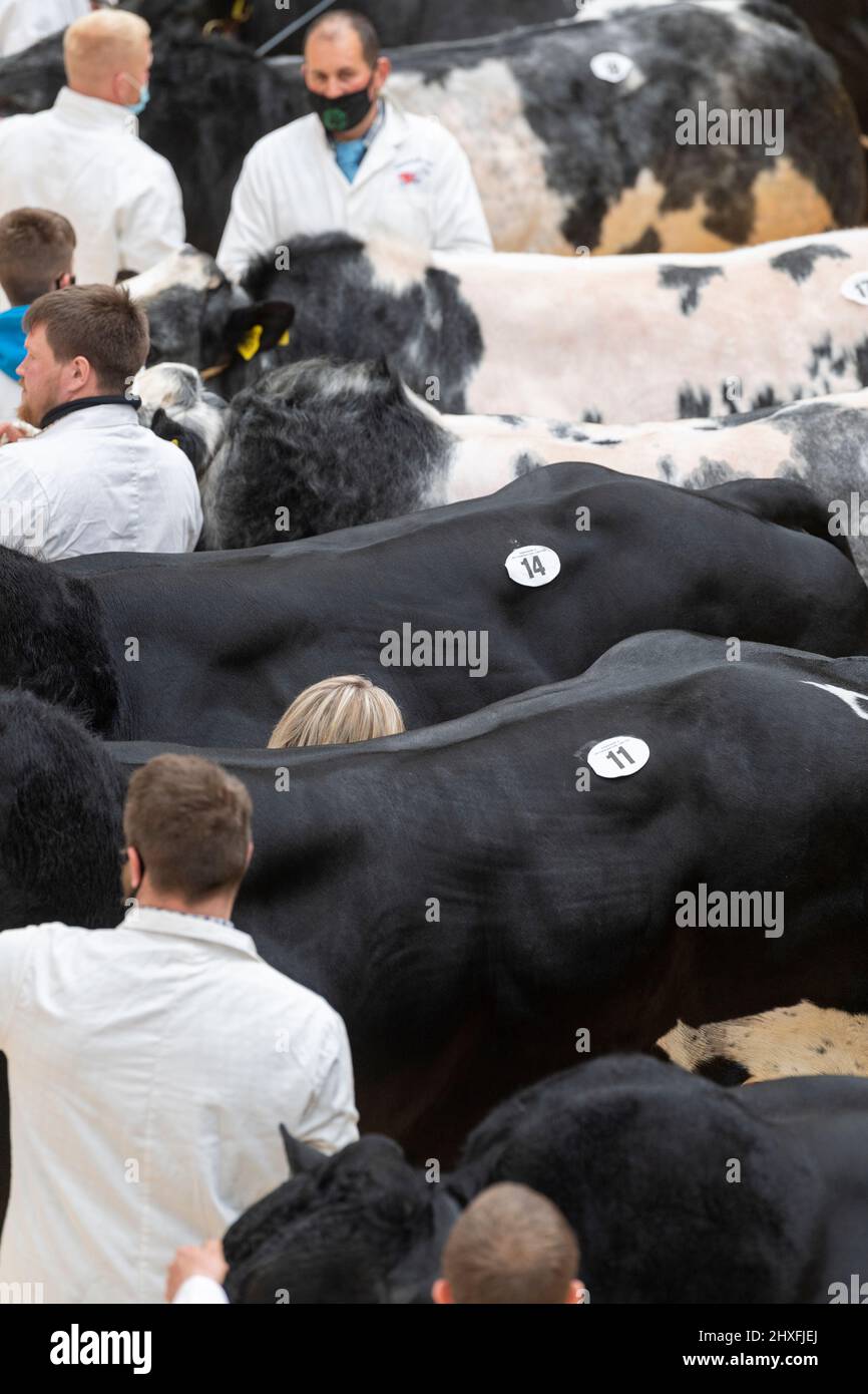 Cattle ring uk 2021 hi-res stock photography and images - Alamy