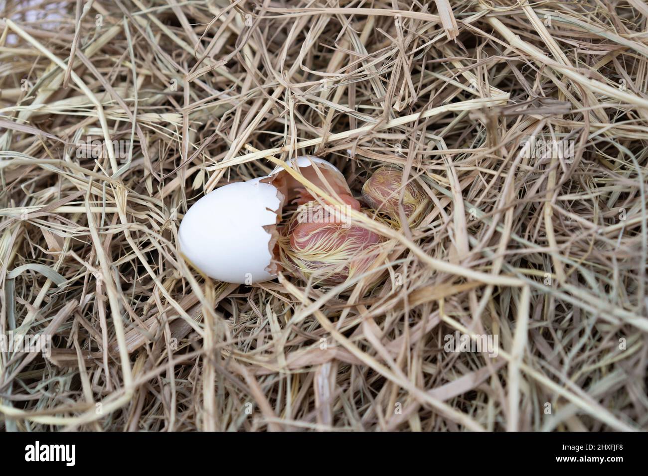 The Leghorn chick newborn was hatched from an egg in the nest. Stock Photo