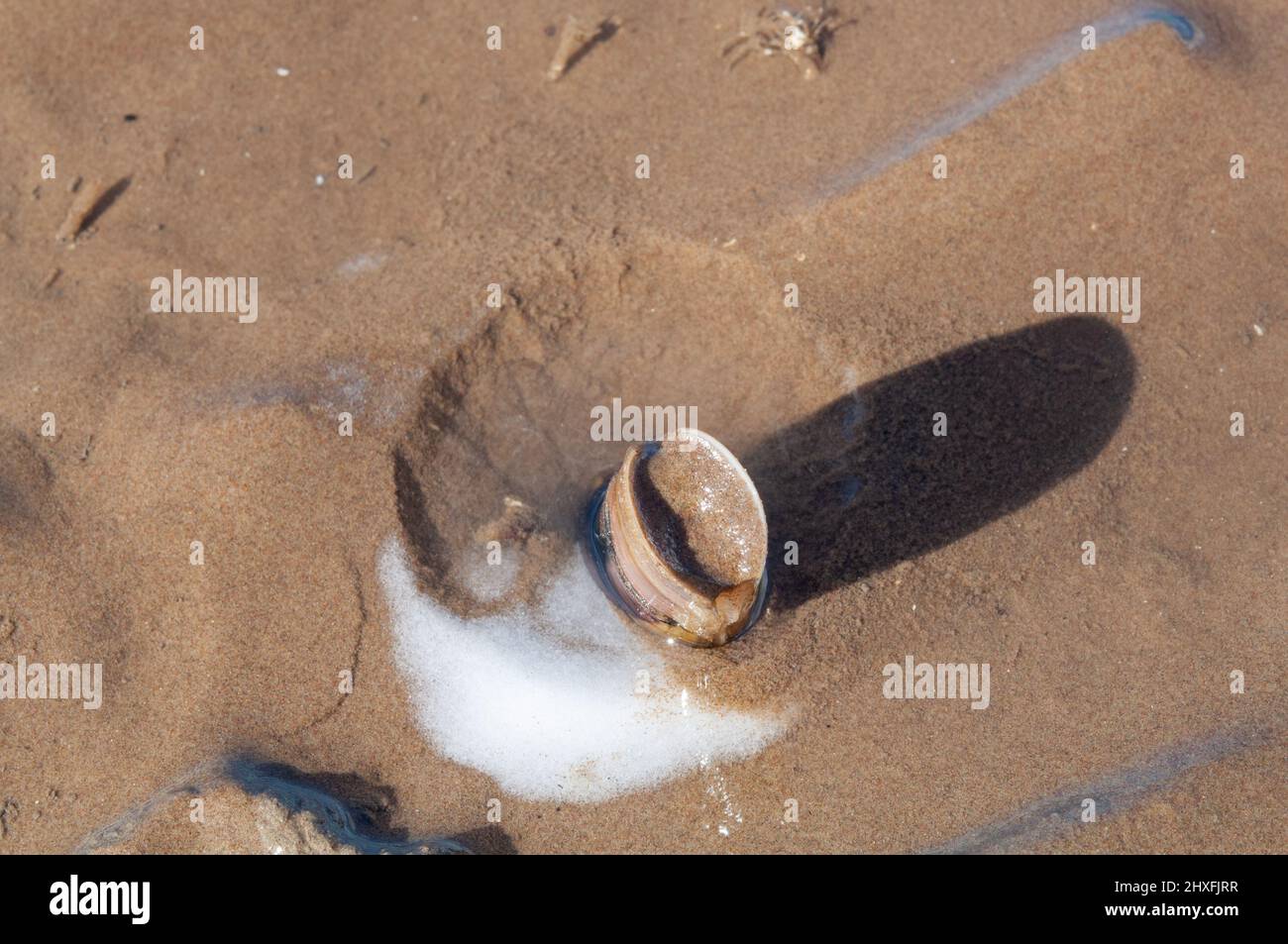 Common salt applied to burrow of Common razor clam (Ensis ensis