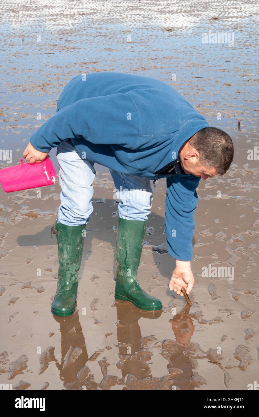 Razor clam burrow hires stock photography and images Alamy