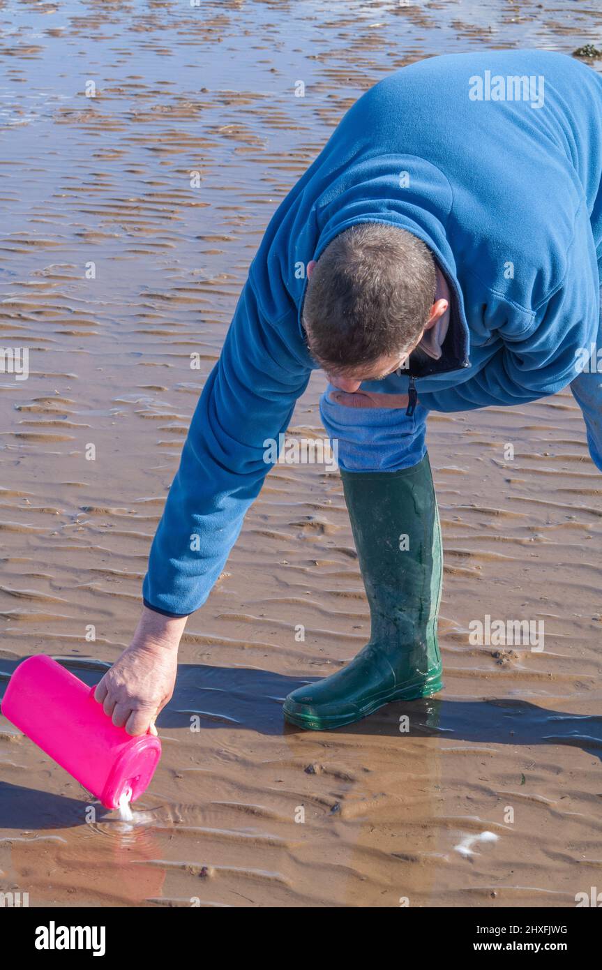 Man applying common salt to burrow of Common razor clam (Ensis ensis