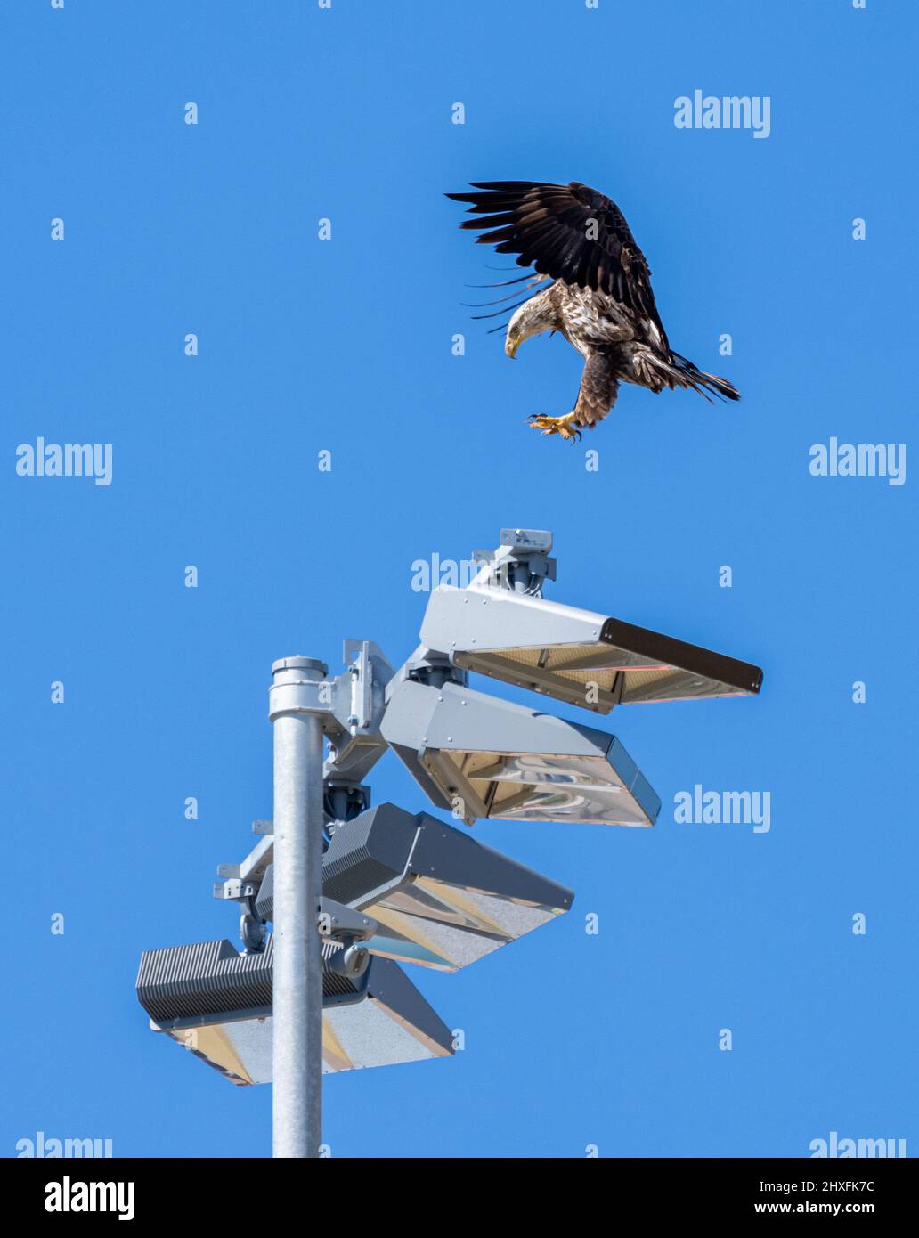 Juvenile bald eagle landing on a set of overhead lights Stock Photo Alamy