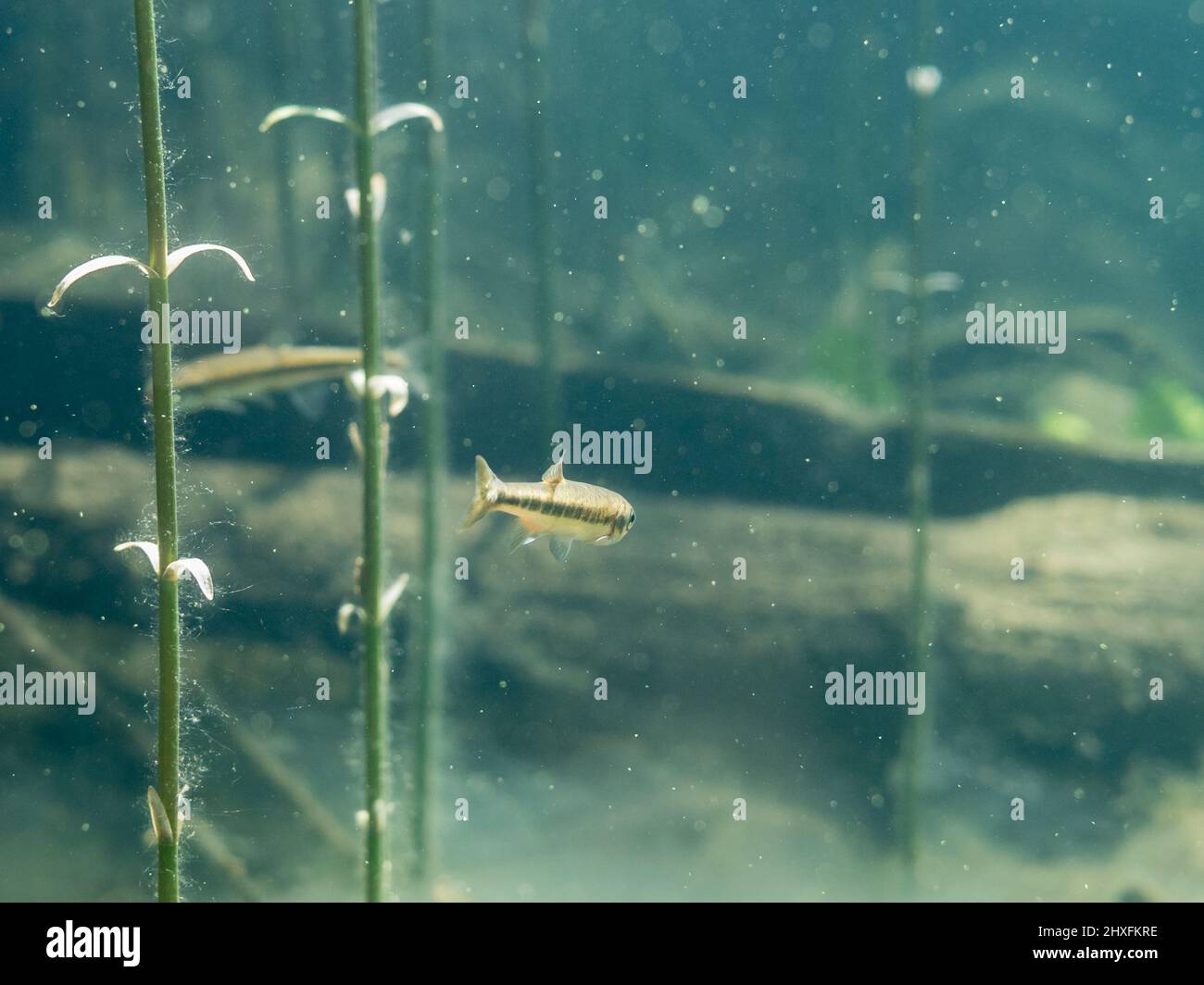Common minnow fish swimming underwater in lake Stock Photo