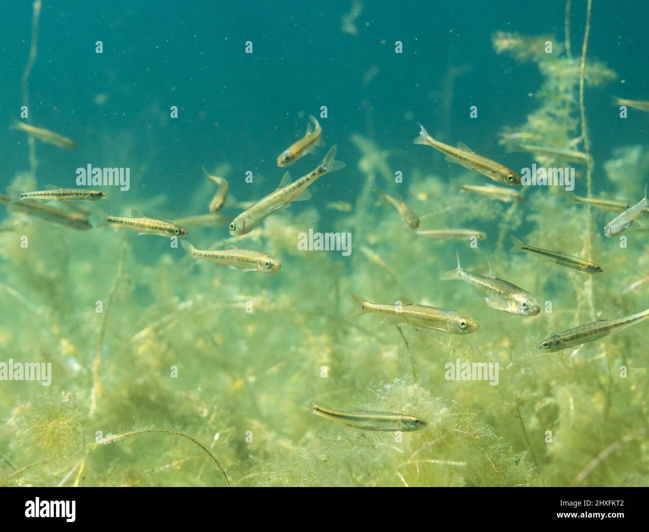 School of common minnow fish underwater Stock Photo