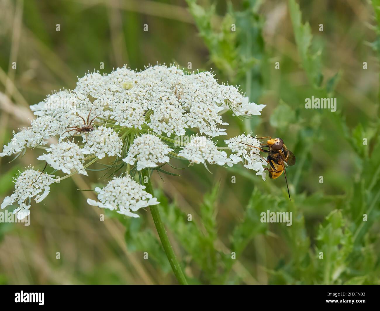 A frozen moment - the moment before a hover fly and a spider meet atop some cow parsley… Stock Photo