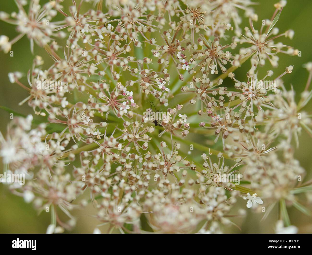 Wildflowers in summer digital hi-res stock photography and images - Alamy