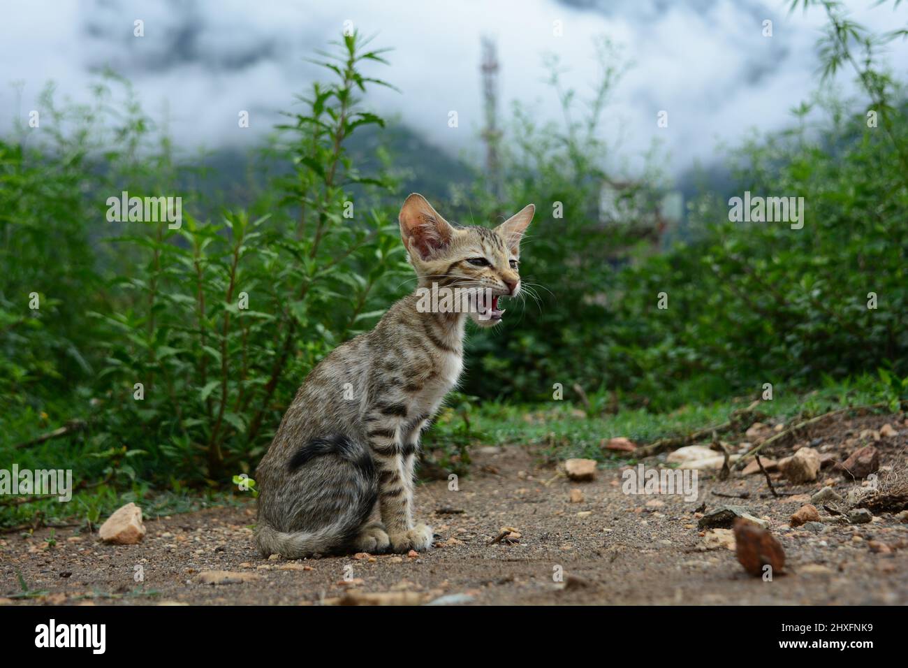 A baby cat roaring and crying in the field. Angry cat. Indian cat Stock
