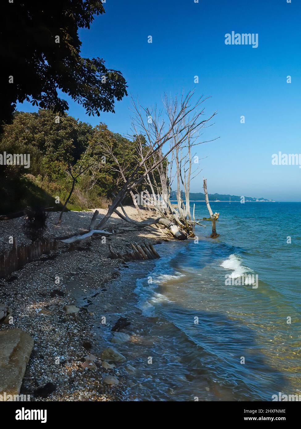 Skeletal, bleached dead trees on the shoreline, next to living counterparts, under deep blue skies and by breaking waves on the beach at Bembridge. Stock Photo