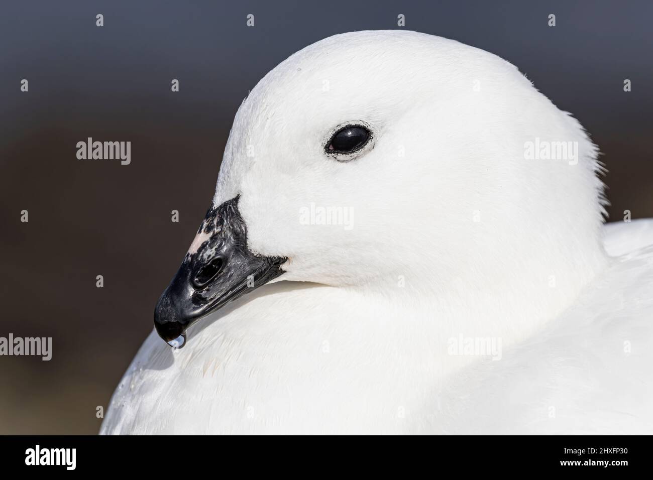 Handsome goose hi-res stock photography and images - Alamy