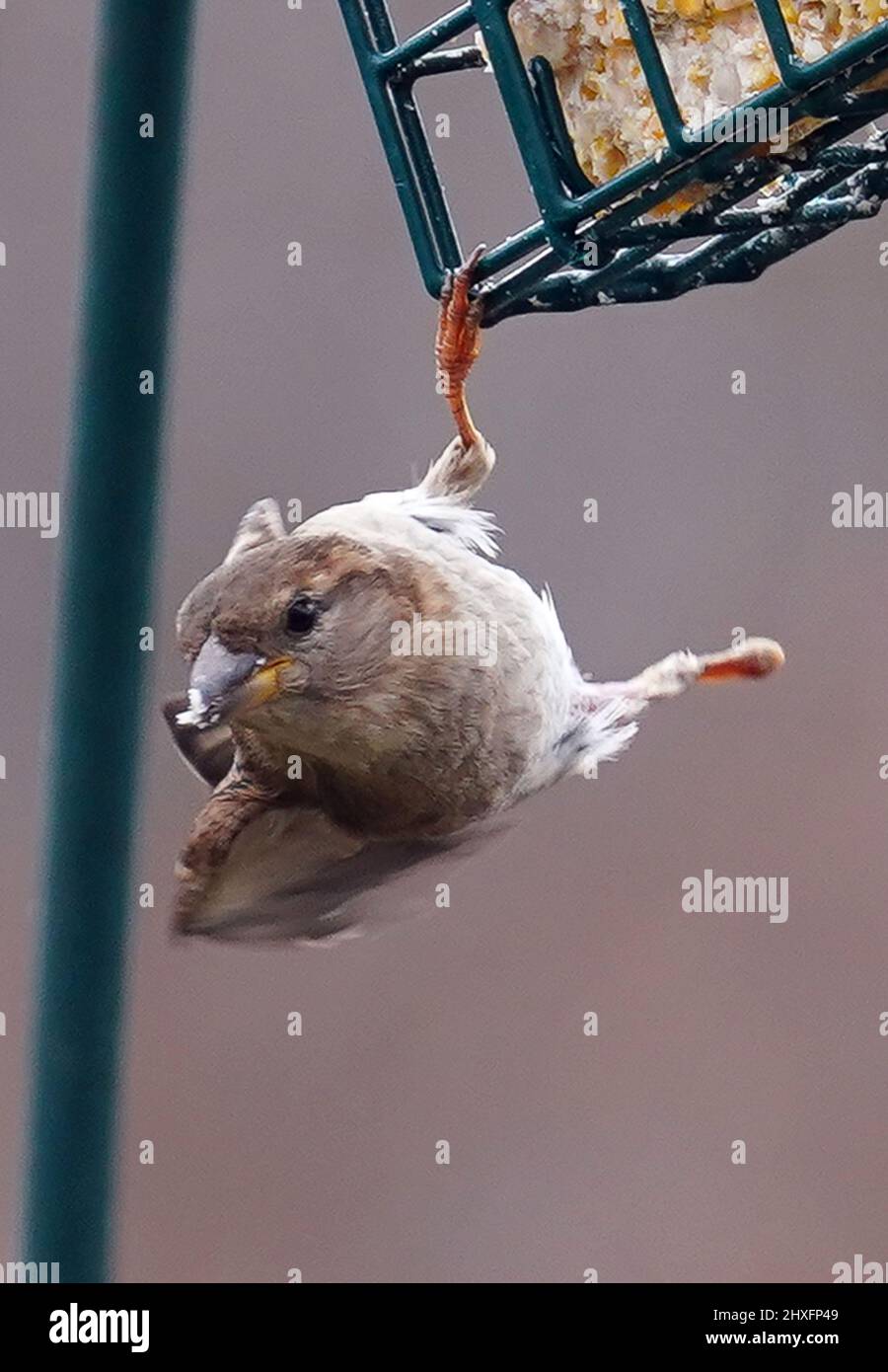 A Sparrow with a foot missing on the suet feeder Stock Photo Alamy