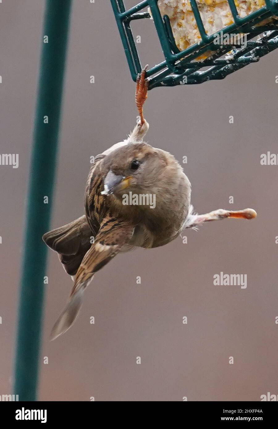A Sparrow with a foot missing on the suet feeder Stock Photo Alamy