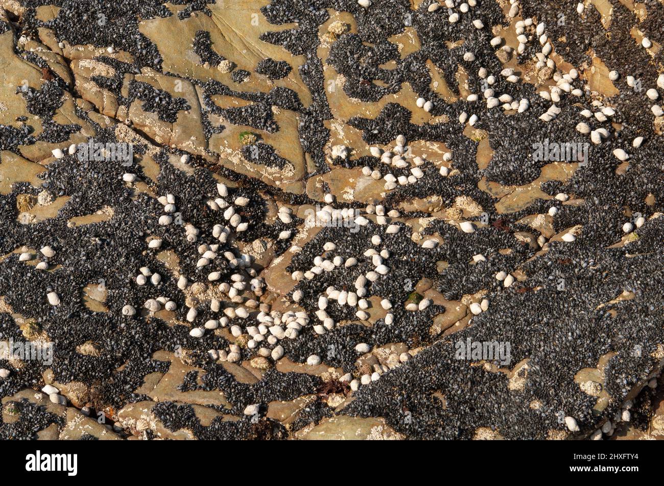Dog whelks (Nucella lapillus) feeding on juvenile mussels (Mytilus
