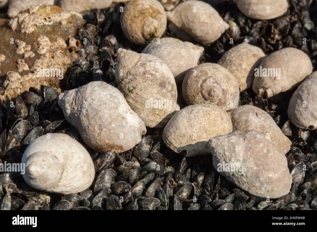 Dog whelk and mussel hires stock photography and images Alamy