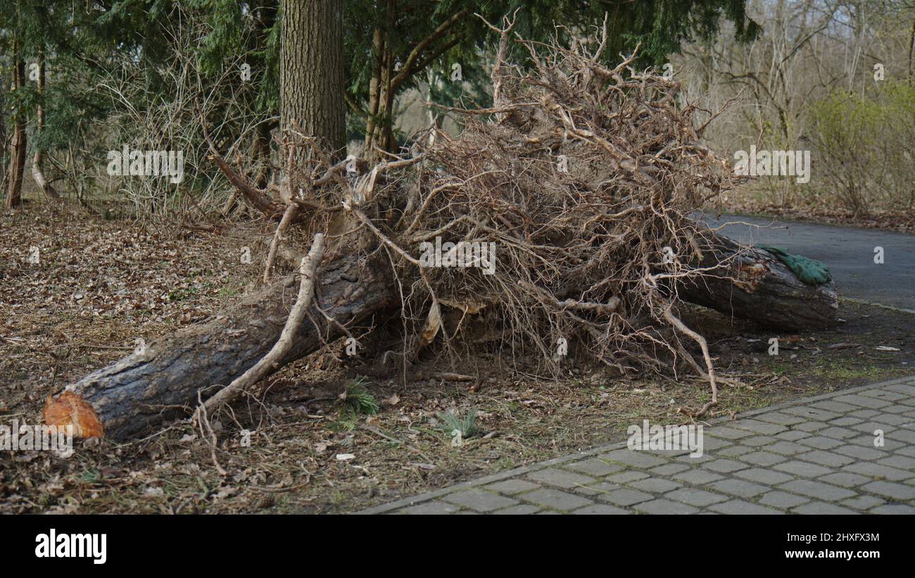 Uprooted Tree from Hurricane Zeynap and Ylenia in Berlin public park Hasenheide Stock Photo
