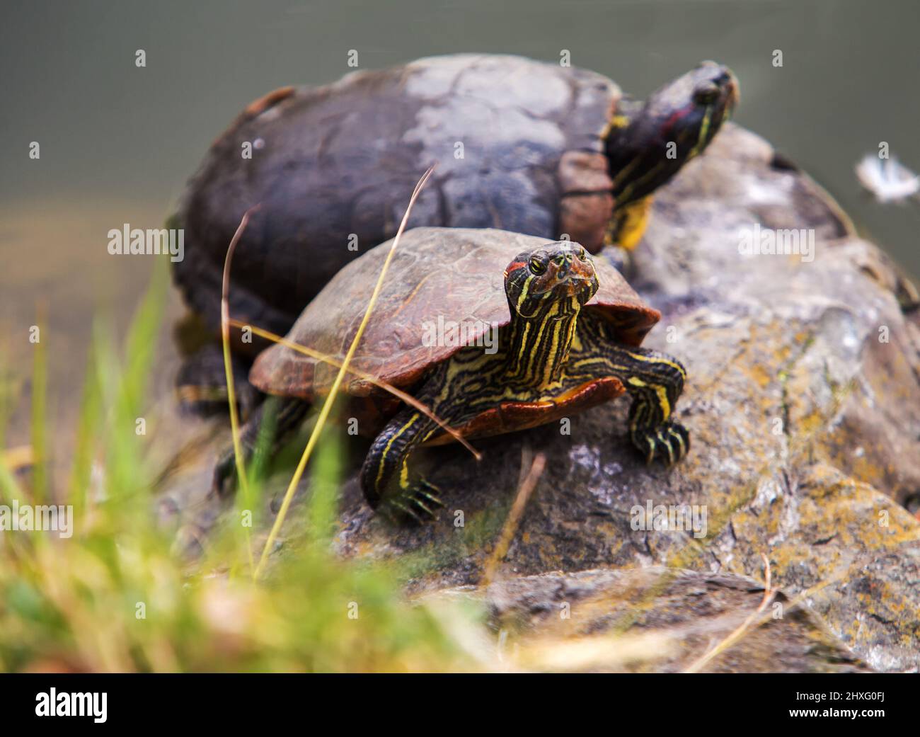 2 Small Turtles Basking In The Sun In Kiyosumi Teien Garden. Japanese 