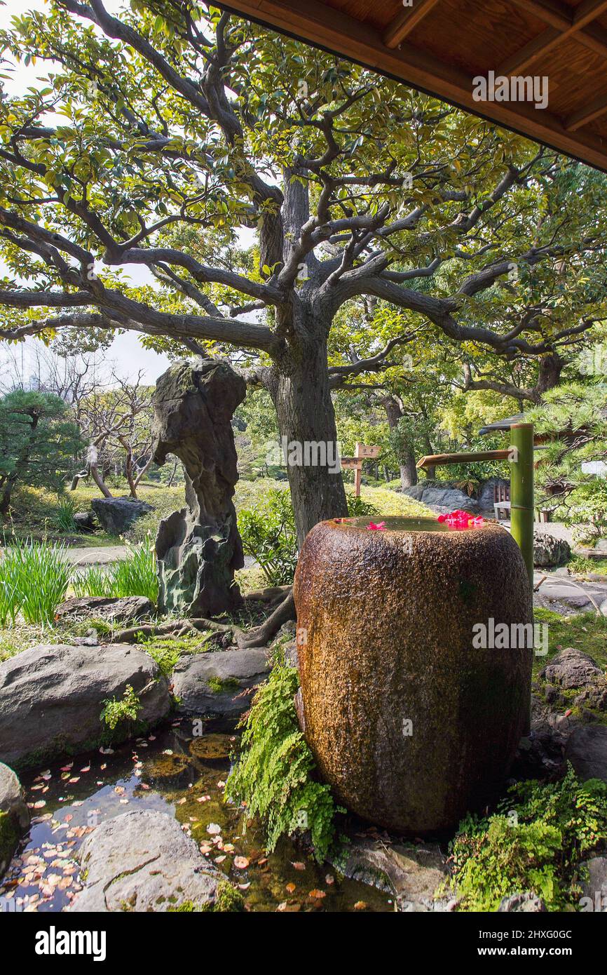 castanopsis tree of the beech family and  bizarre STONE for garden  and castosis treet of beech family  - entrance of Kiyosumi Teien garden . Garden Stock Photo