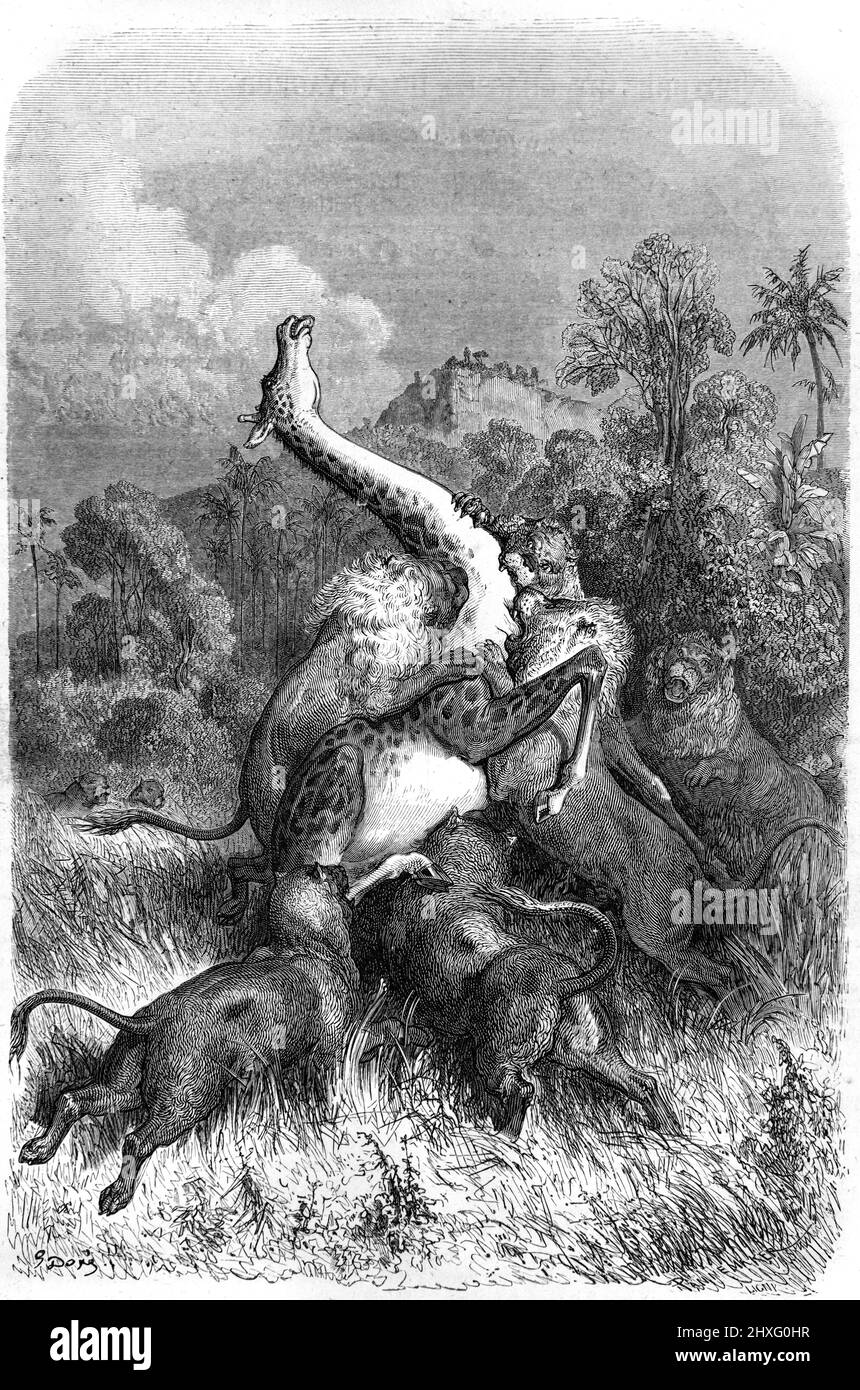 Lions, Panthera leo, attacking a Giraffe, Giraffa camelopardalis, Africa. Vintage Illustration or Engraving 1860. Stock Photo