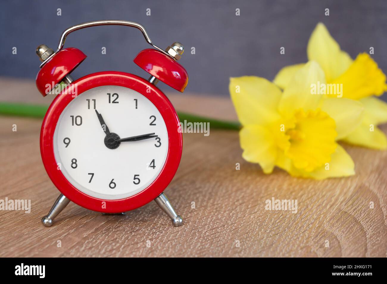 Alarm clock with fresh flowers. Spring summer time change Stock Photo