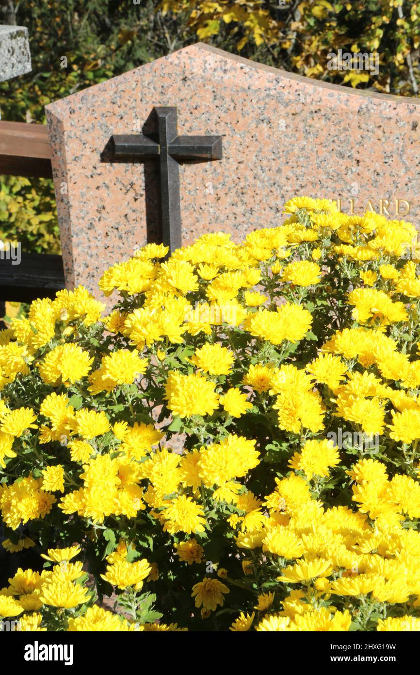 Chrysanthèmes jaunes sur une pierre tombale. Saint-Nicolas de Véroce. Saint-Gervais-les-Bains. Haute-Savoie. Auvergne-Rhône-Alpes. Haute-Savoie. Franc Stock Photo