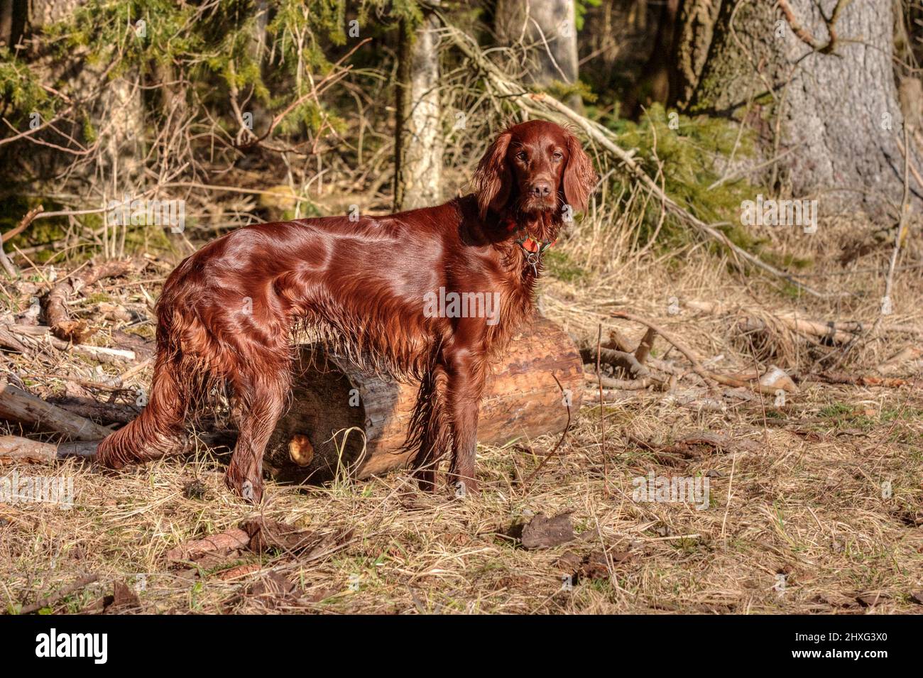 A beautiful shiny Irish Setter stands in the sun in the hunting area at the edge of the forest and looks intently at the camera. Stock Photo