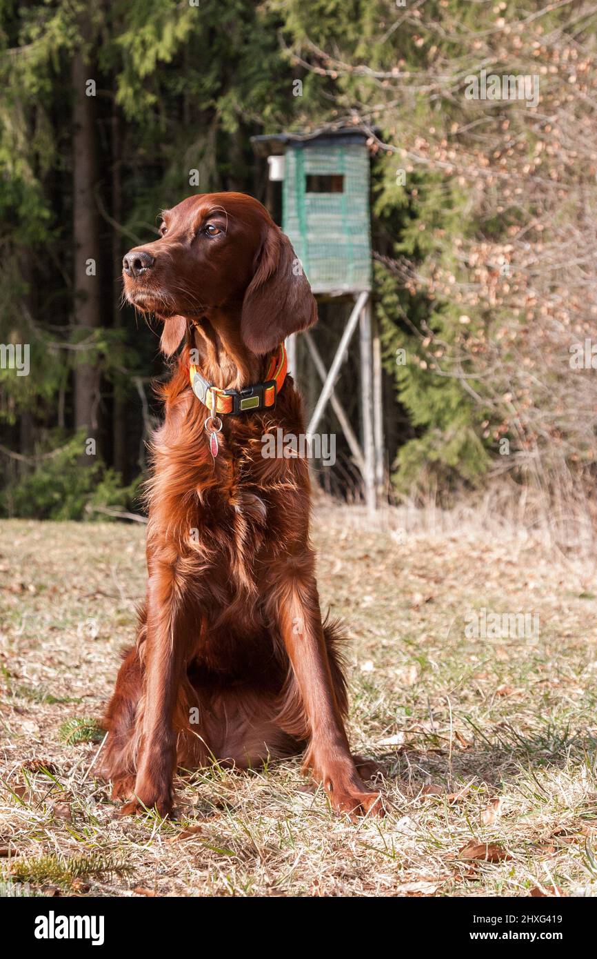 Beautiful Irish Setter hound sits in the spring sun in front of the hunter's hunting pulpit