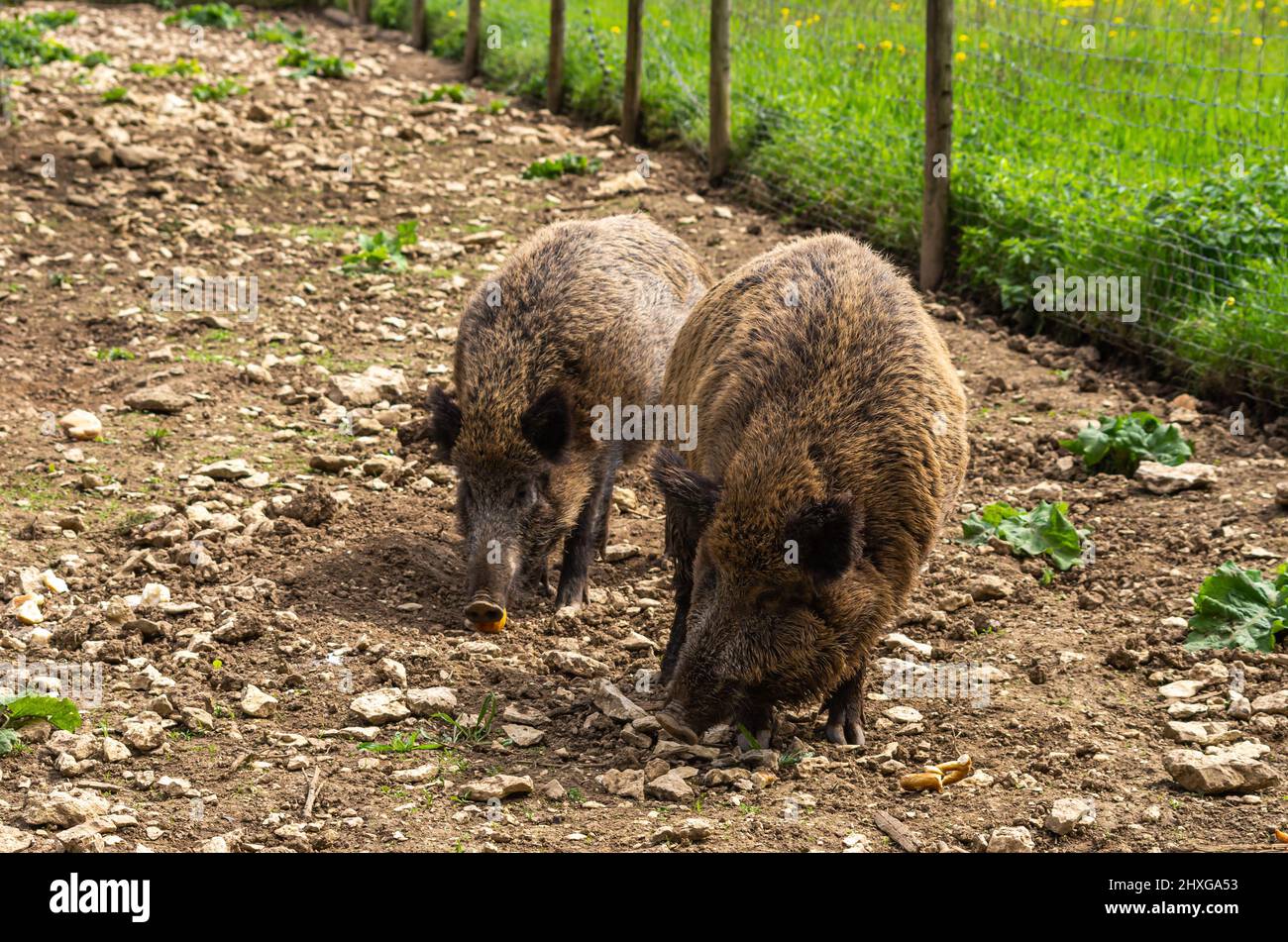 Two wild pigs in a game reserve rummage on the ground for food Stock ...