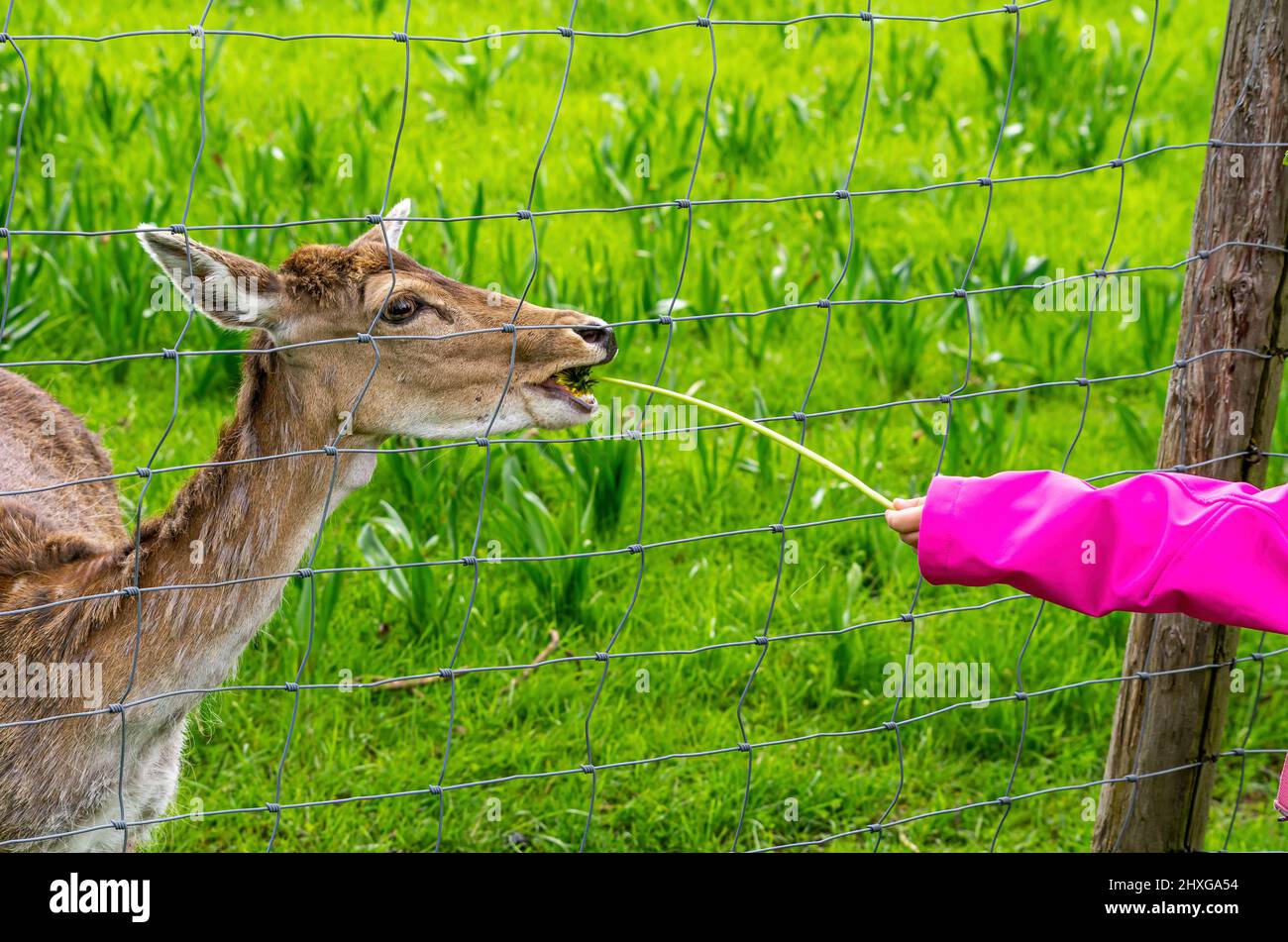 A female specimen of red deer is fed dandelions by a child's hand through a wire mesh fence. Stock Photo