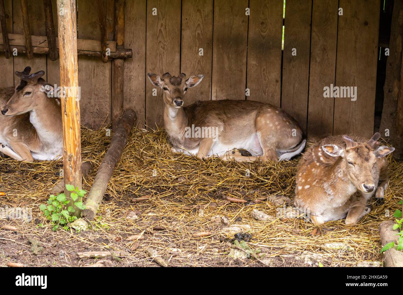 Red deer in an open stable in a game enclosure. Stock Photo