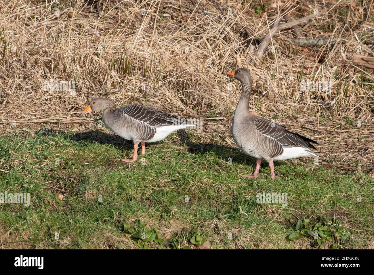 Greylag Geese (Anser anser) near the River Don, Inverurie, Aberdeenshire, Scotland, UK Stock Photo