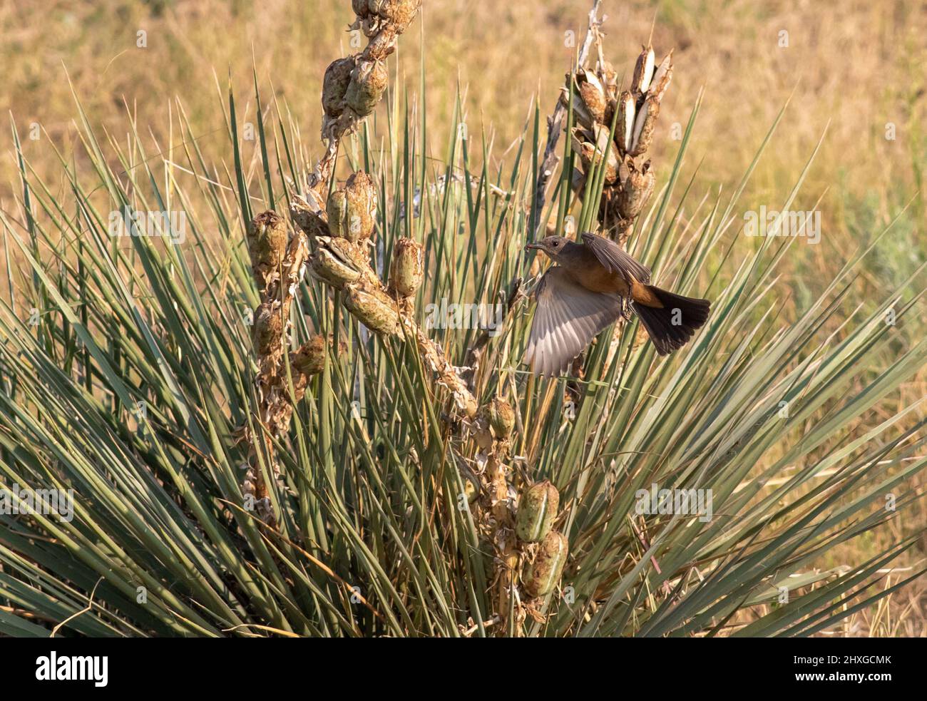 Close up of a Say's Phoebe in flight, hovering over a Yucca plant with a caught insect in its beak. Stock Photo