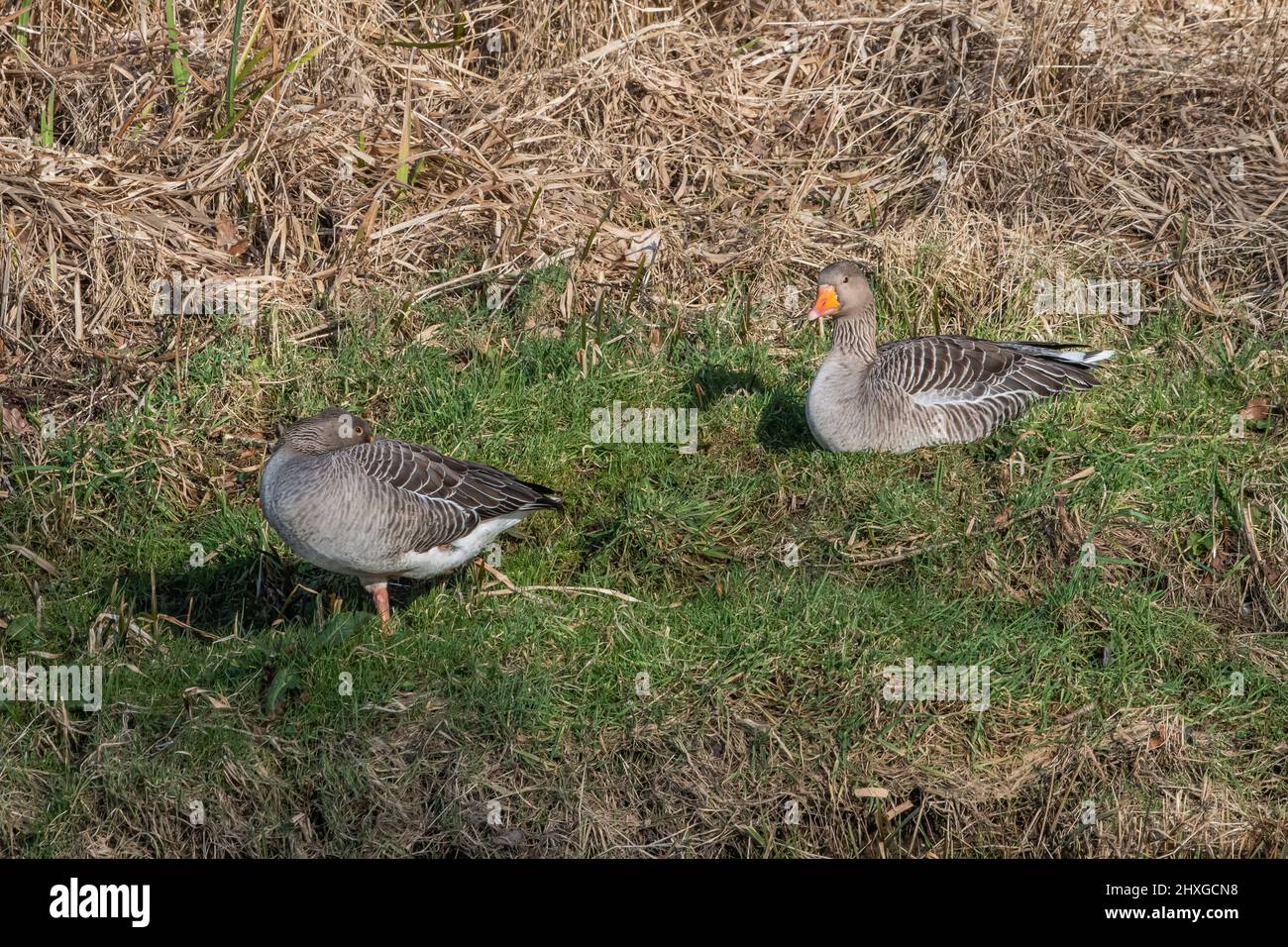 Greylag Geese (Anser anser) near the River Don, Inverurie, Aberdeenshire, Scotland, UK Stock Photo