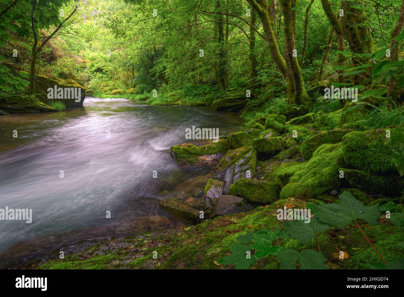 Overwhelming greenery on mossy rocks and vegetation by a river in Courel Mountains Geopark in Galicia Stock Photo