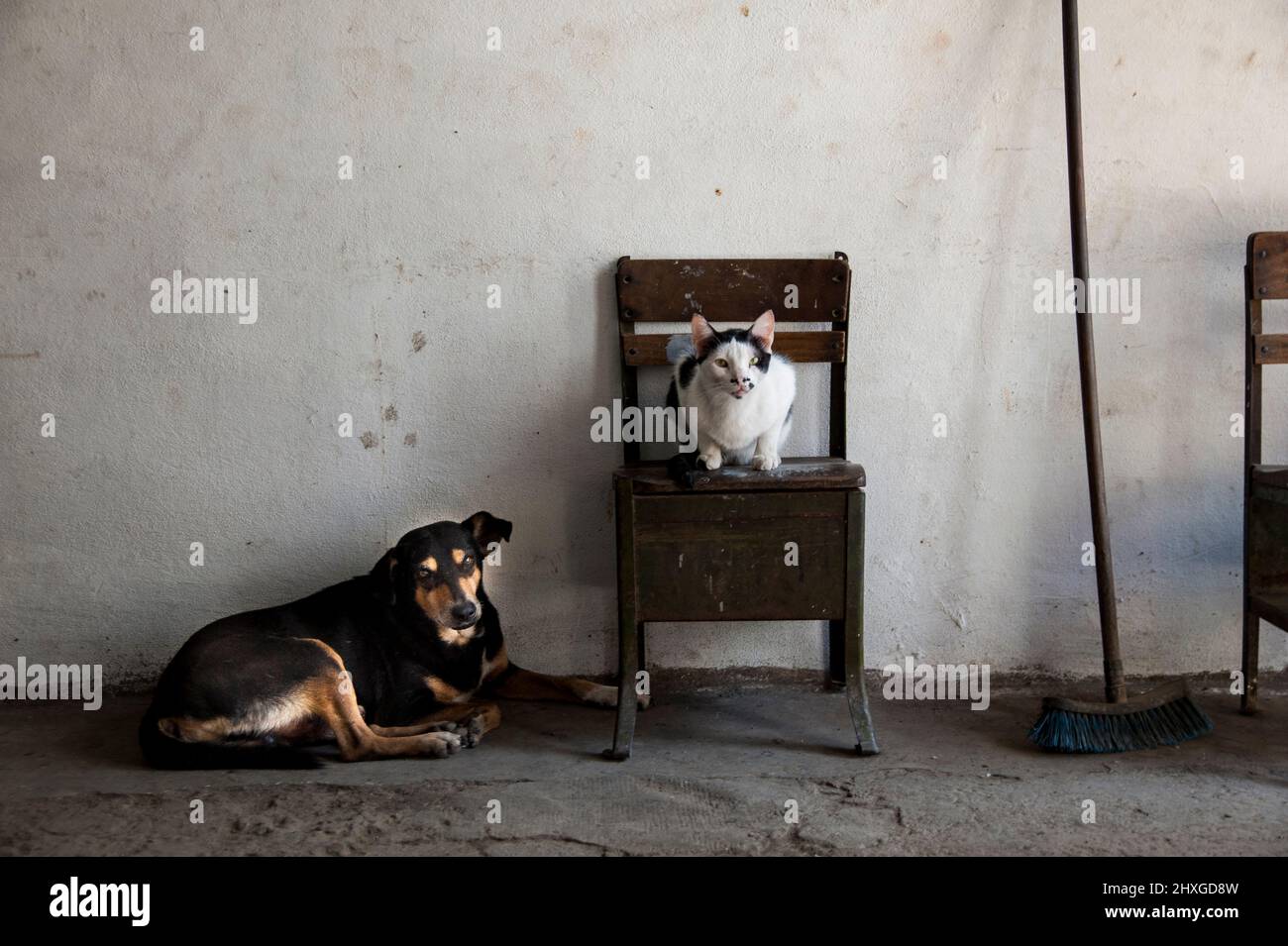 Relaxed dog and cat at home in Havana, Cuba. Stock Photo