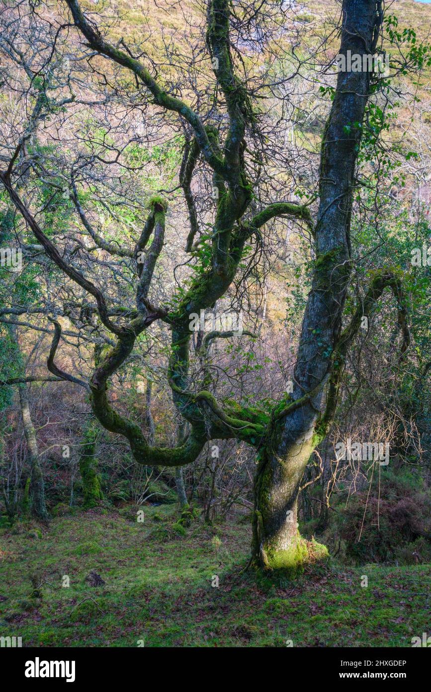 Maple tree twisted branches hi-res stock photography and images - Alamy