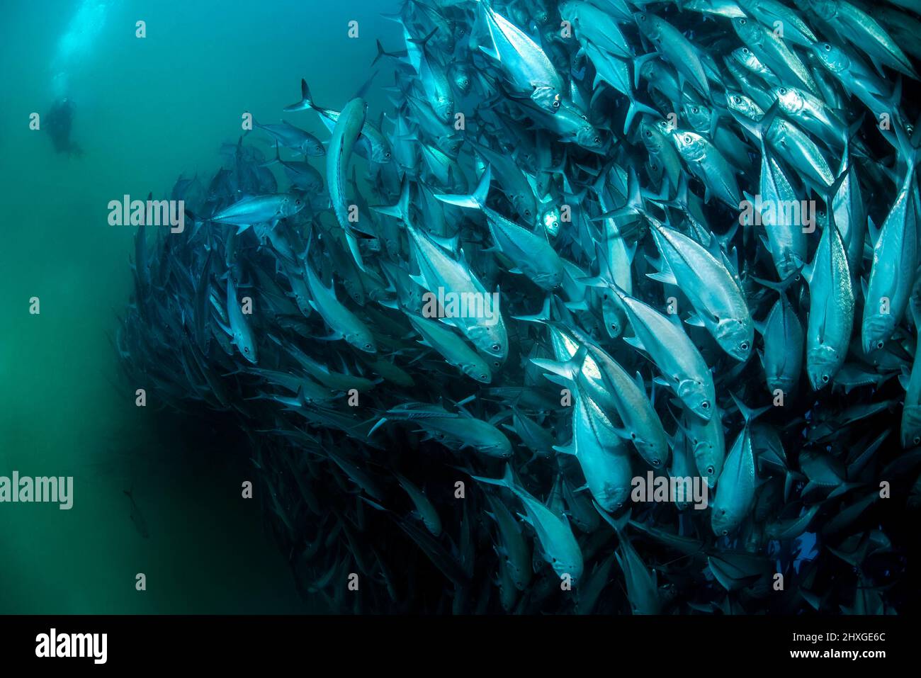 A diver admires in awe a big aggregation of jack fishes in the waters of Cabo Pulmo Marine National Park, where marine biomass has increased exponenti Stock Photo