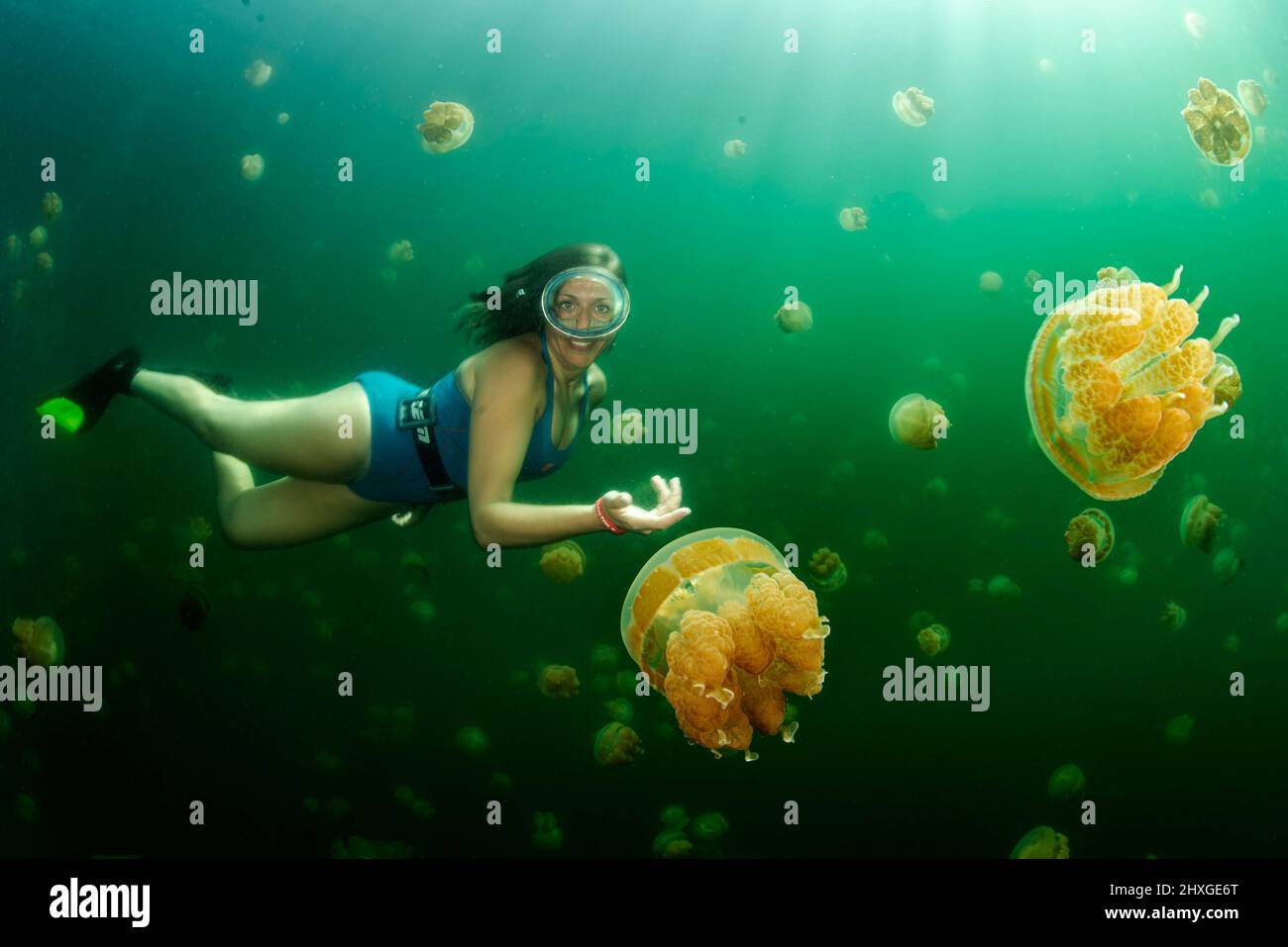 A female diver among the golden jellyfish (Mastigias papua) of Jellyfish Lake, on the island of Eil Malk (Republic of Palau, Micronesia). Stock Photo