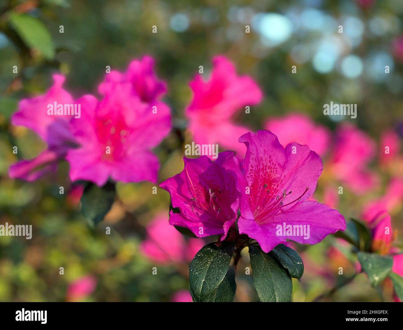 A deep pink coloured azalea is seen in early spring in southern Georgia, USA. Stock Photo