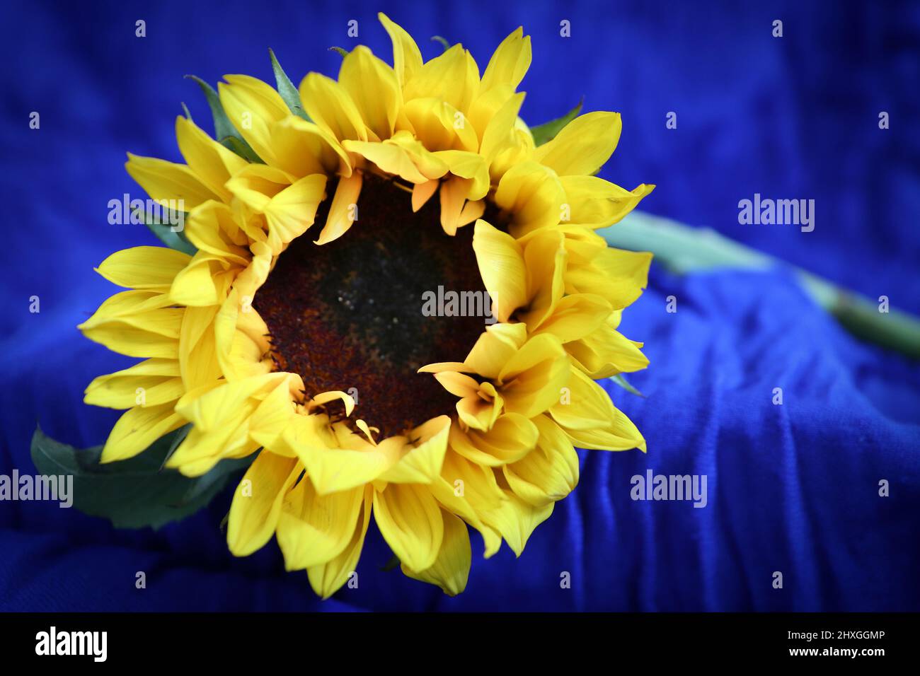 A still life sunflower against a blue background. Stock Photo