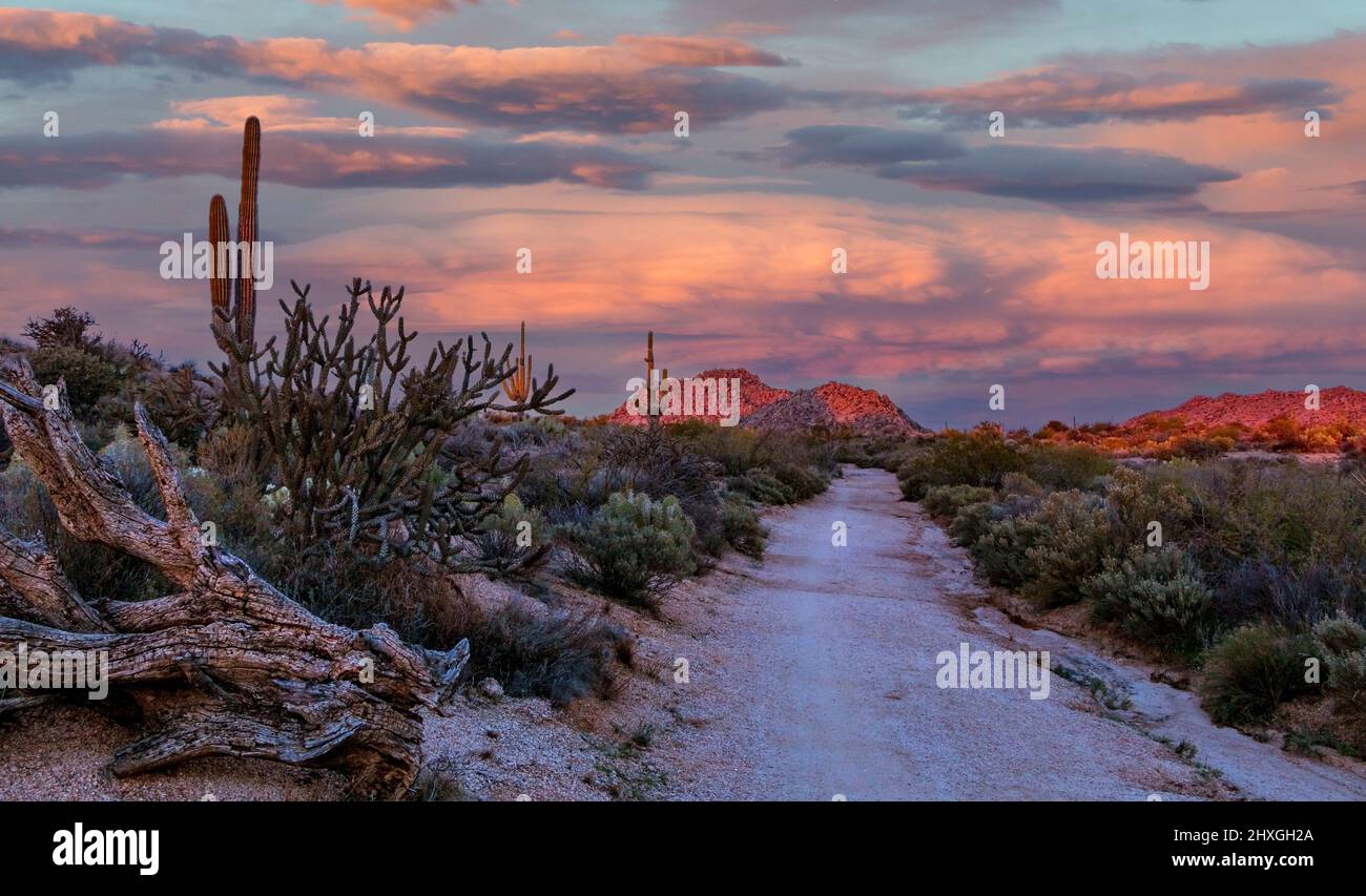 landscape image of a Sunset scene On a Desert Hiking Trail in Arizona near Phoenix with Cactus and red rock mountains. Stock Photo