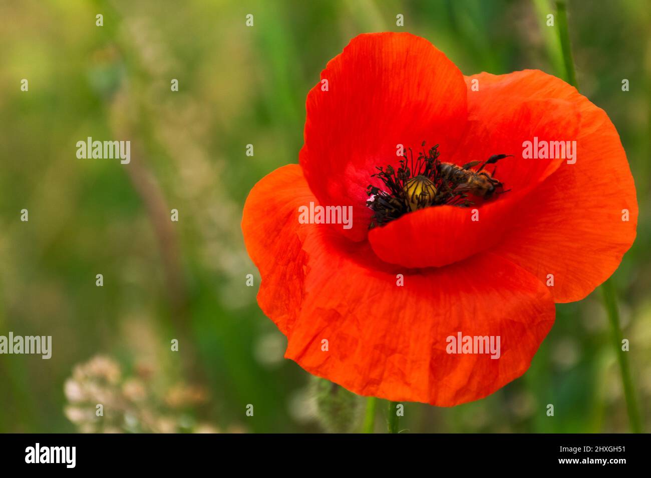 close up of red corn poppy. blooming flower. beautiful nature background Stock Photo