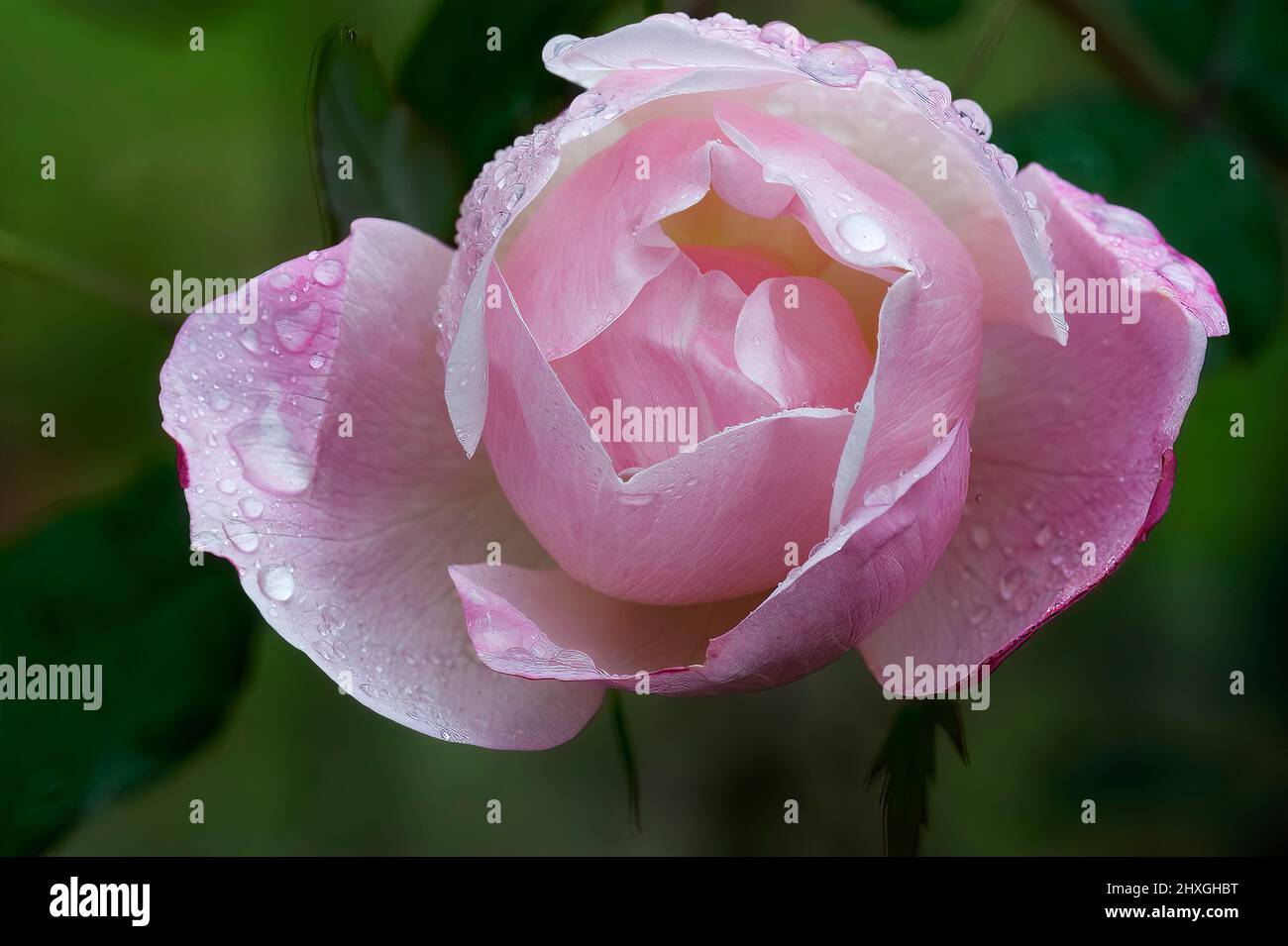 Late-blooming December rose with after rain Stock Photo