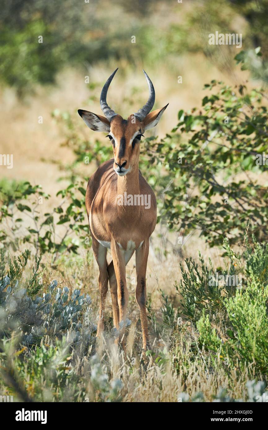 Male of Blackfaced impala (Aepyceros melampus petersi), an endemic antelope from Namibia Stock Photo